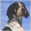 Blue Tick Hound